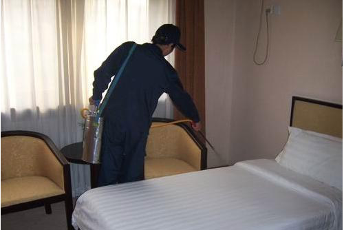 白蚁是怎么造成危害的