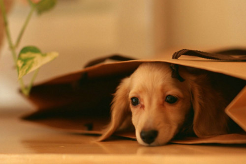 防治跳蚤-灭跳蚤